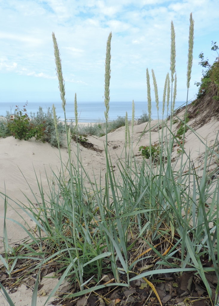 A grass with glaucous leaves and upright dense spikes