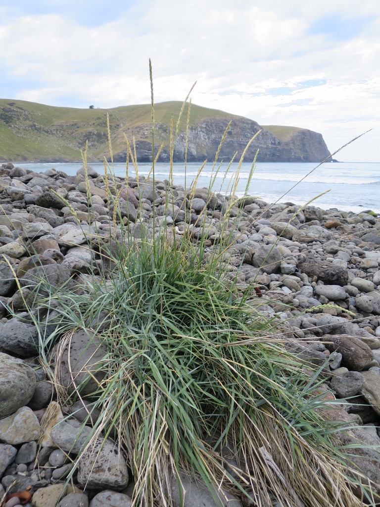 Clump of glaucous blue grass growing near waterfront.