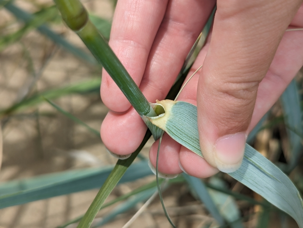 Close-up of the leaf sheaths and auricles