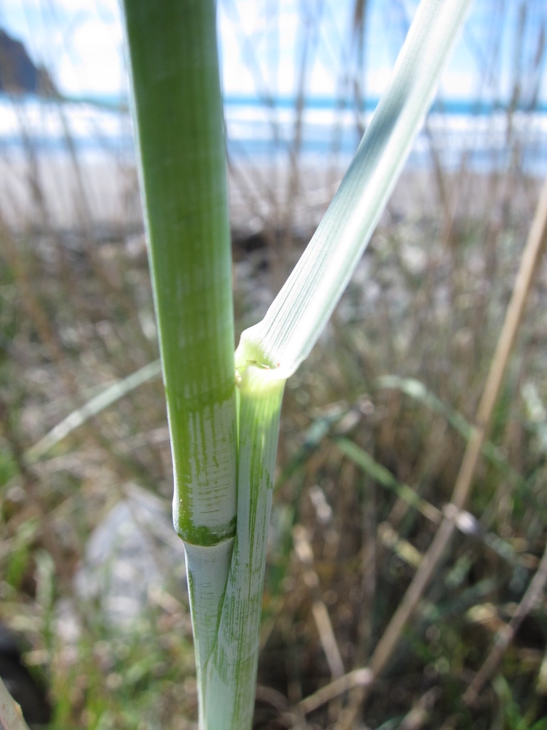 Close-up photo of the sheath pulled back to show ligule.