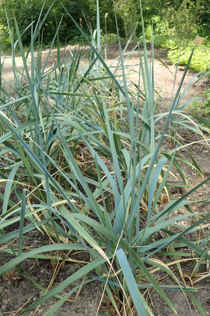 Form in May