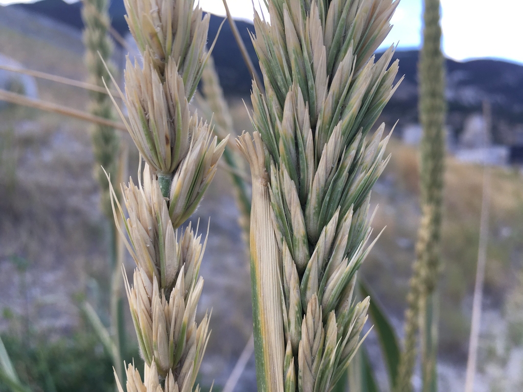 Seed head