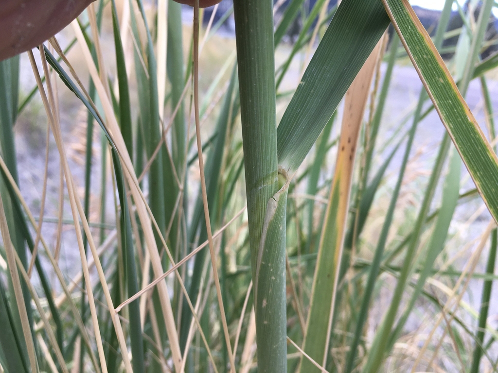 Stem