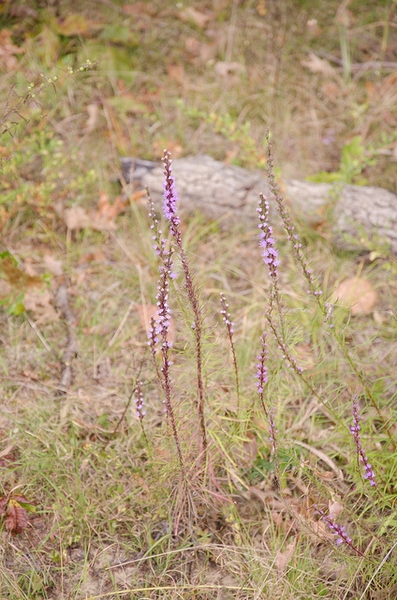 Liatris pilosa