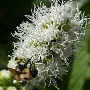 Liatris spicata 'Alba'