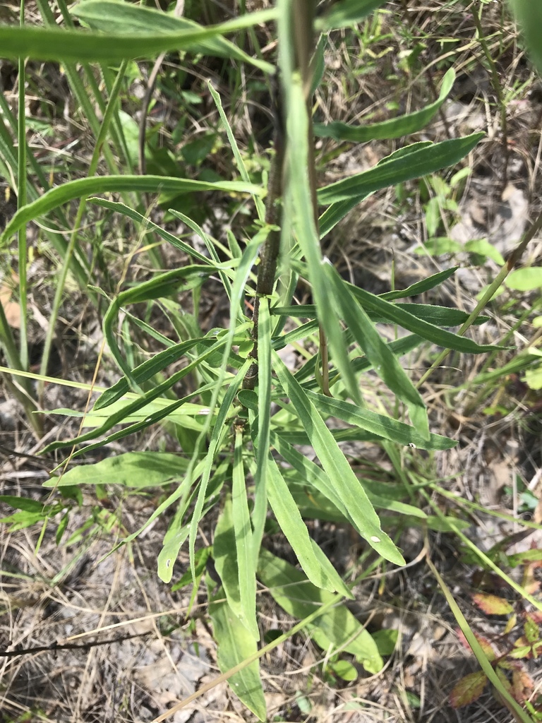 Leaves