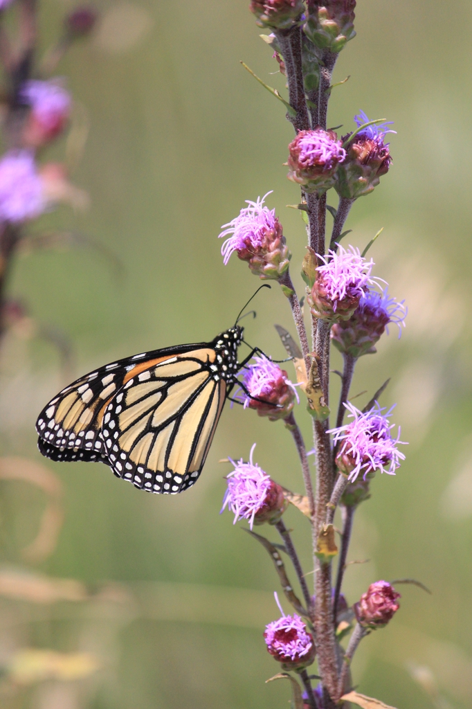 Monarch on flowers