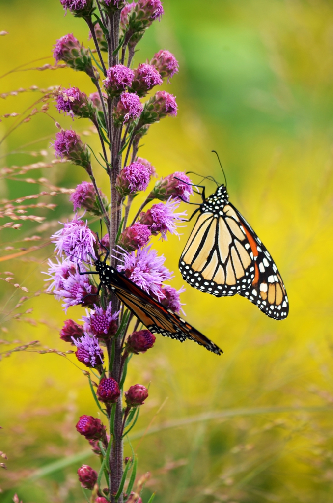 Flower with Monarch butterfly