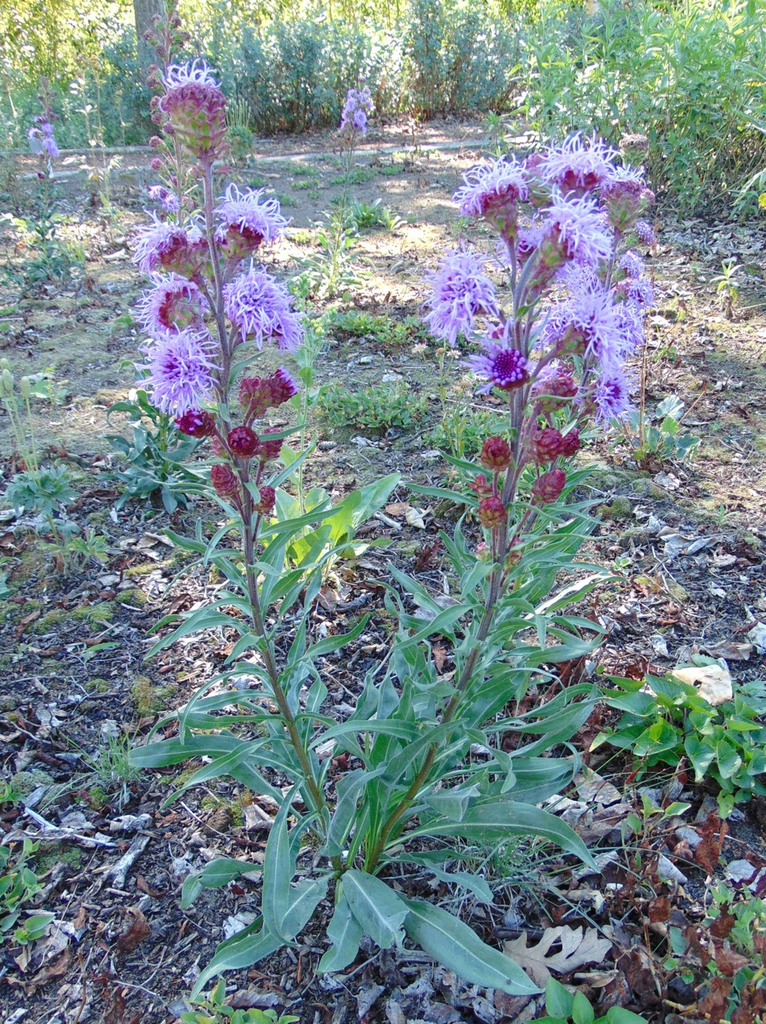 Form
