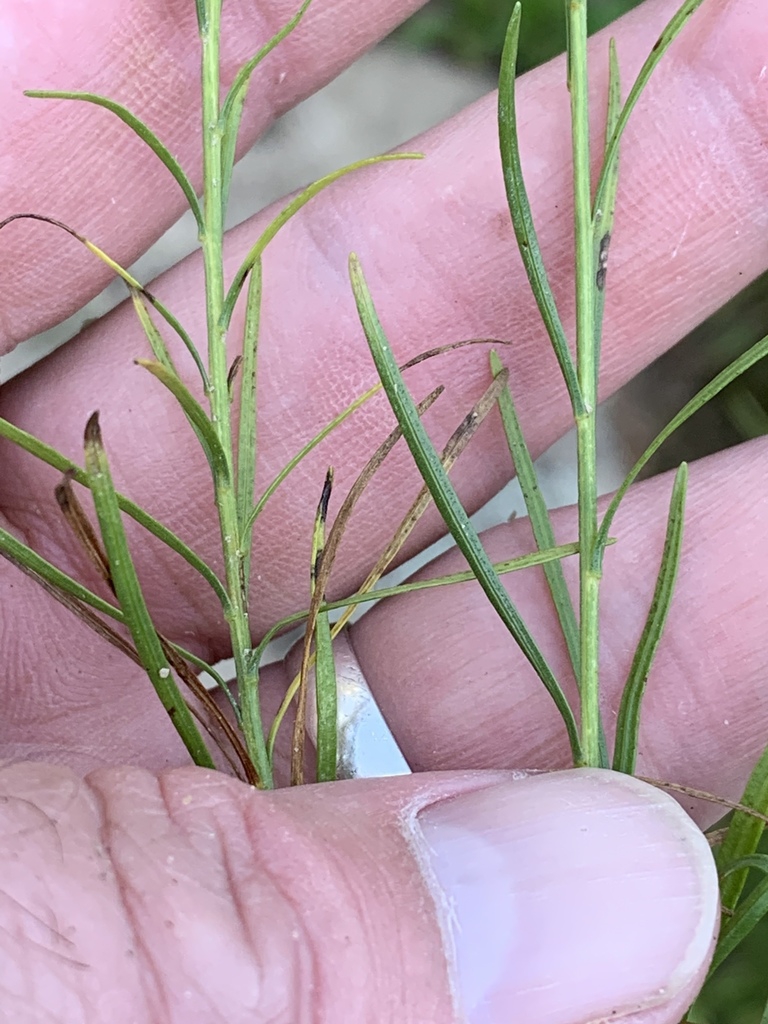 Leaves