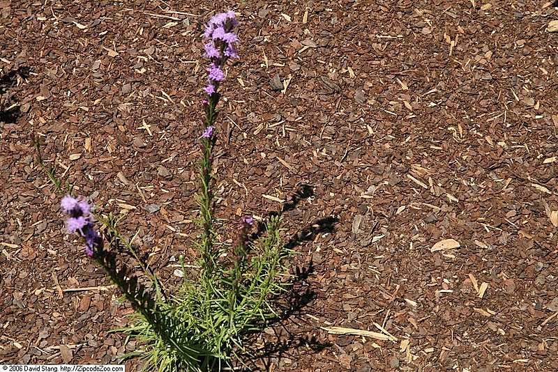 Liatris pilosa