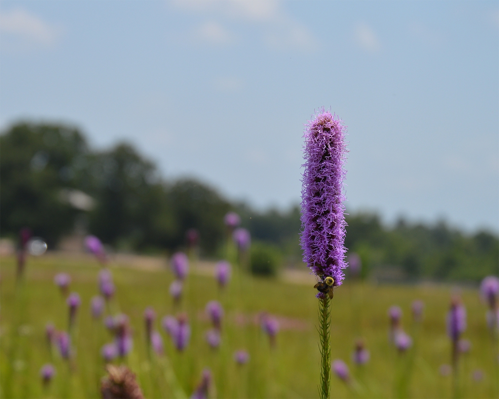 Native habitat