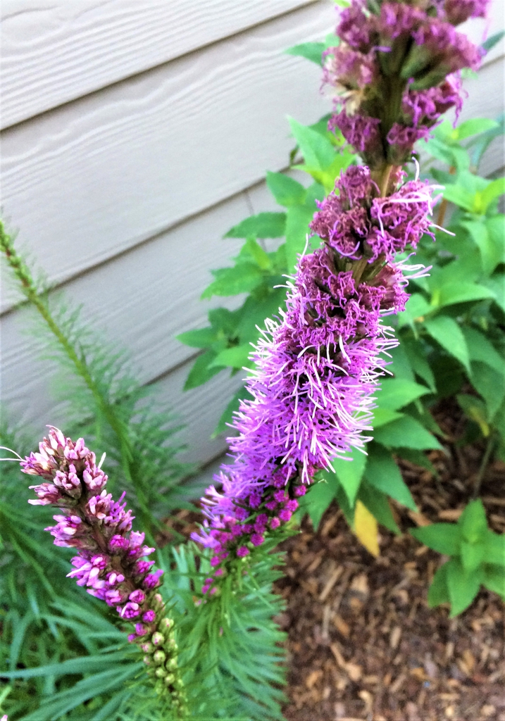 flower, early summer, Durham County, NC