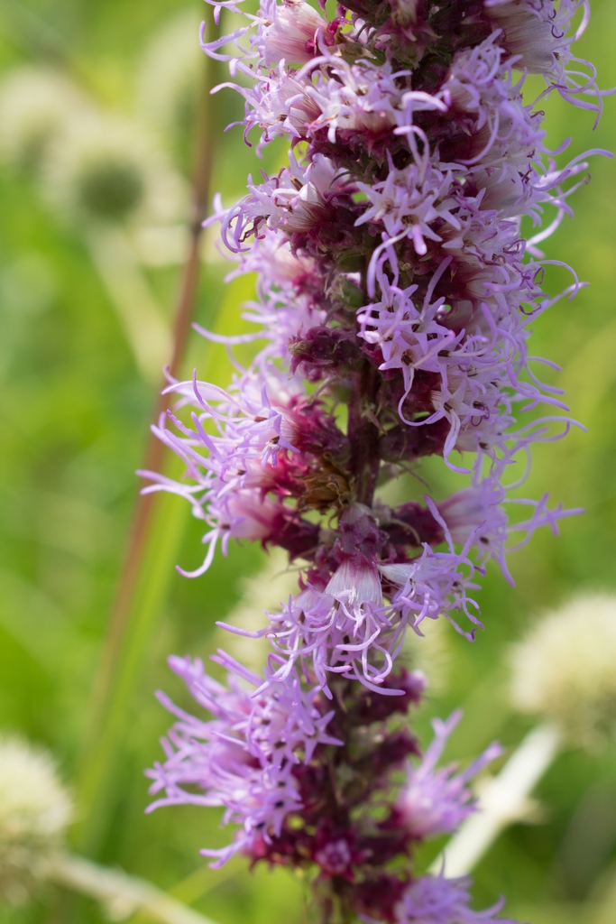 Close up of flower