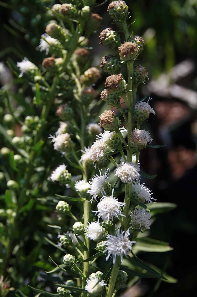 White flowers