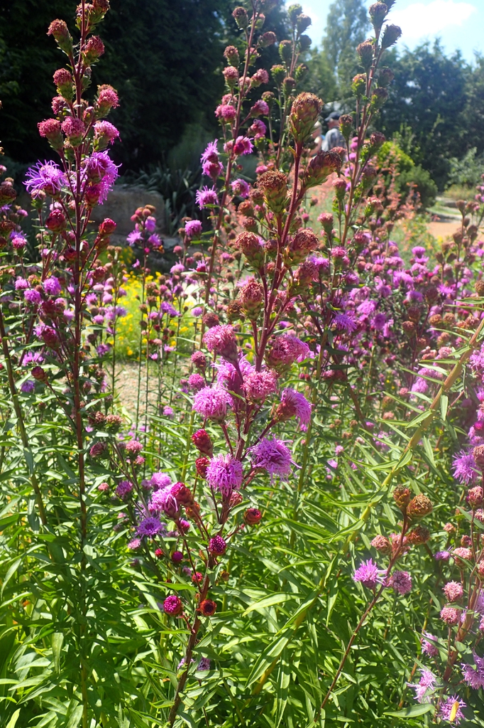 Form in bloom