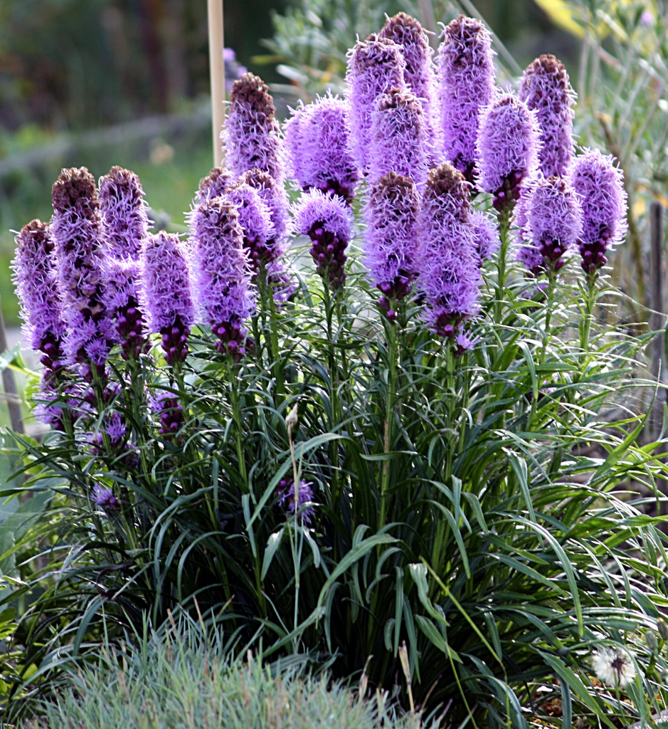 Flowers of L. spicata