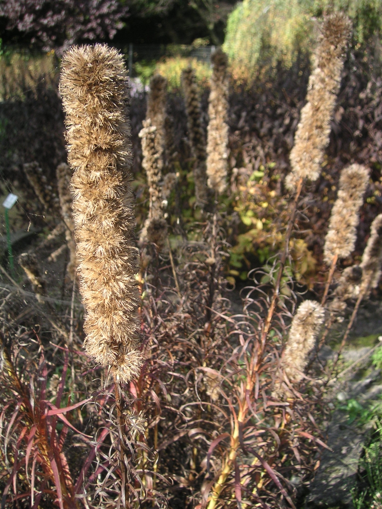 Fruits