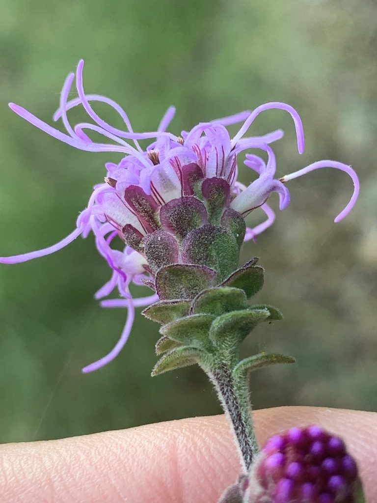 Flowers and bracts