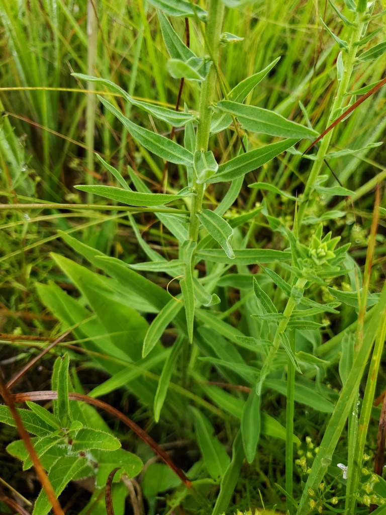 Leaves and stem
