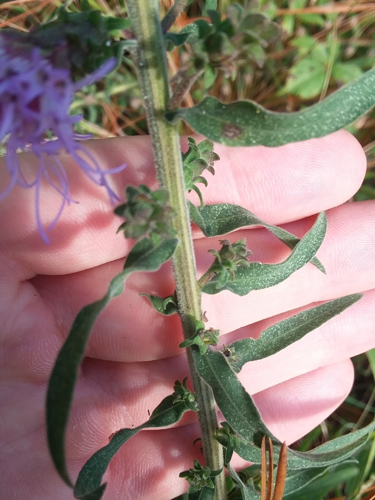 Stem