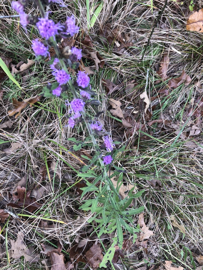 Form in native habitat