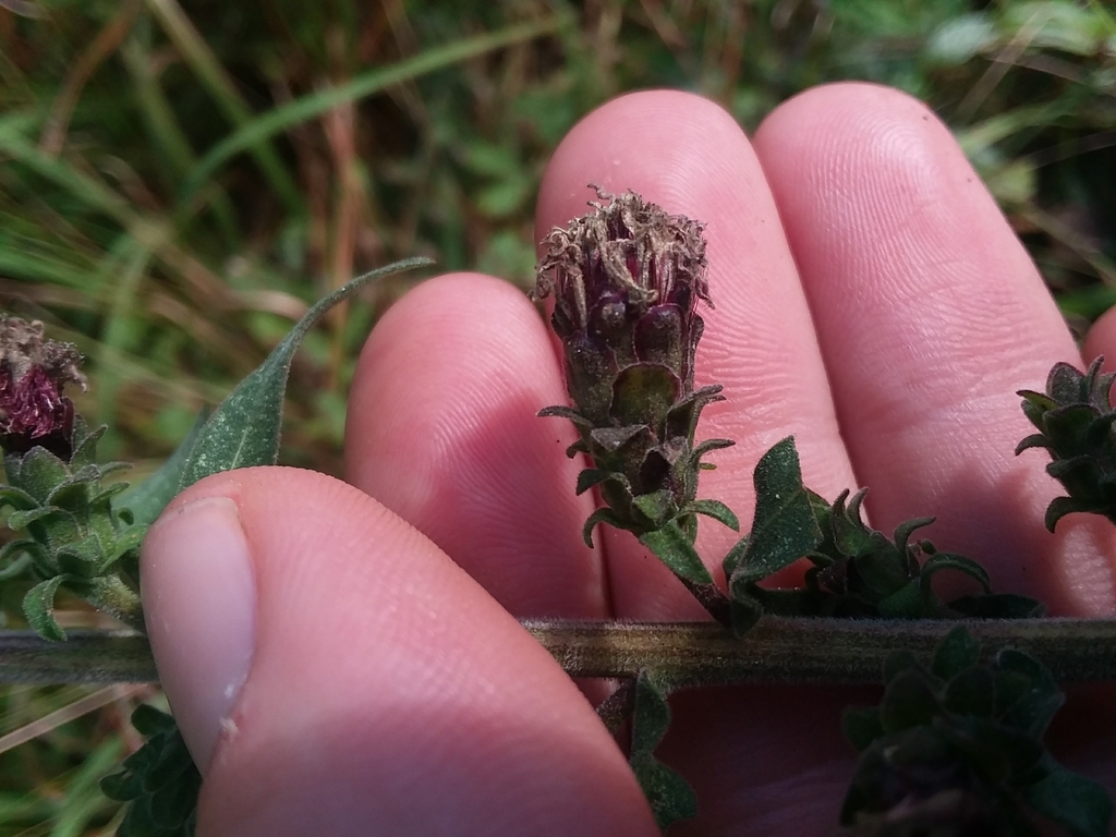 Achenes forming