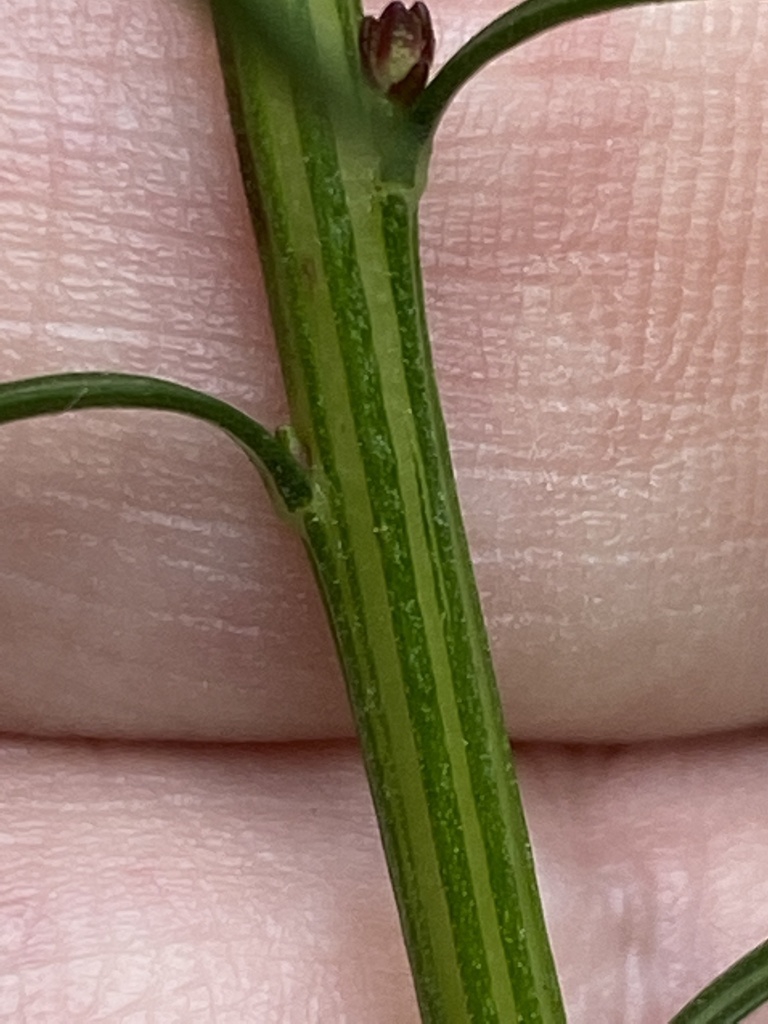 Stem