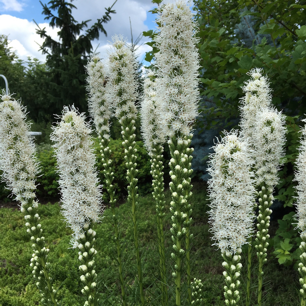 White flowers