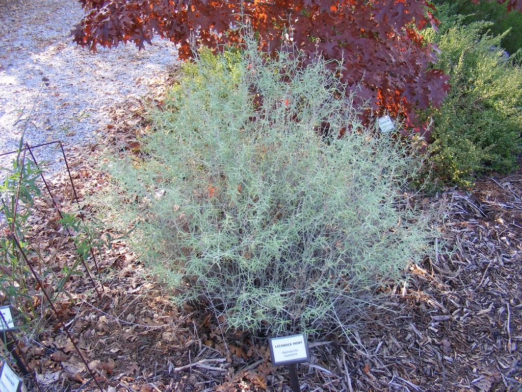 Form