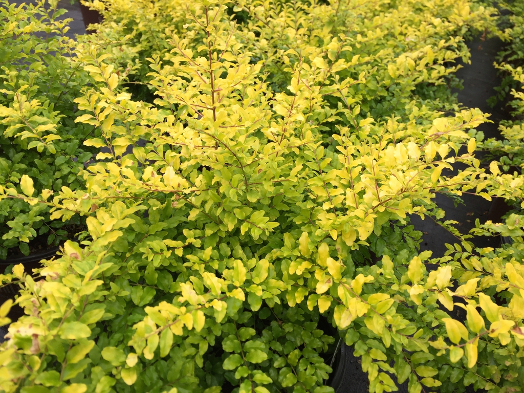 Shrub with leaves that are bright yellow-green.