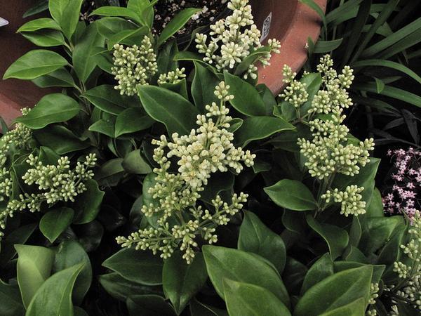 Shiny green leaves and clusters of white flower buds.
