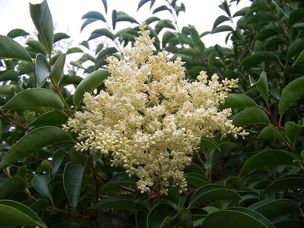 Dense panicle of small white flowers.