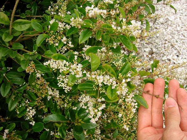 Hand cradling leafy branch with clusters of small white flowers.