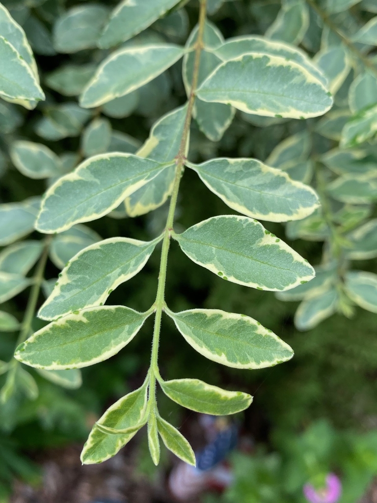 Leafy shoot showing green, gray-green, and cream variegation.