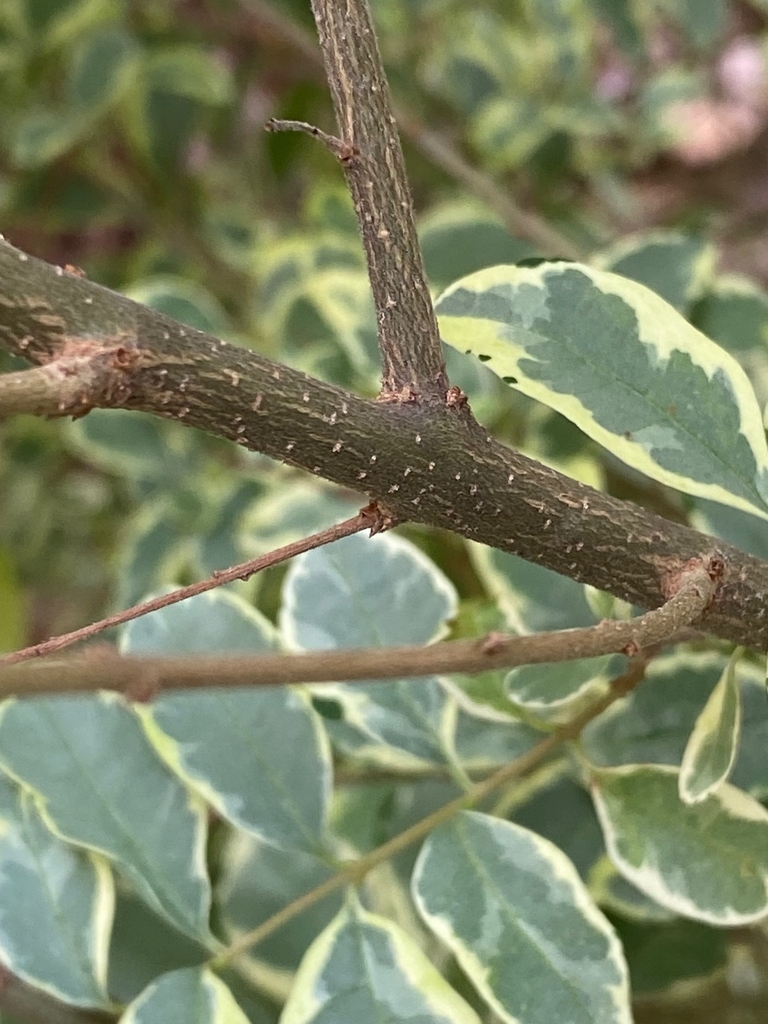 Closeup of smooth, brown bark with lenticels and furrows.