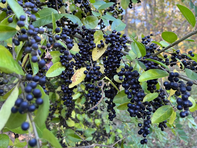Clusters of small, purple-black fruits