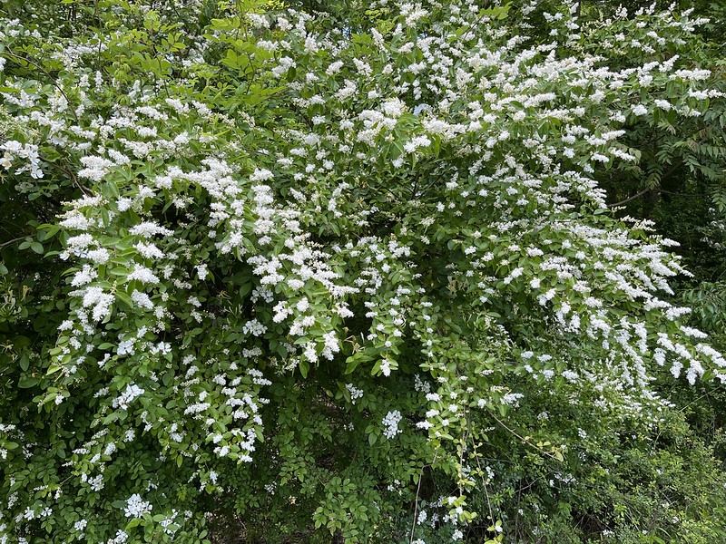 Shrub with wand-like branches with panicles of white flowers