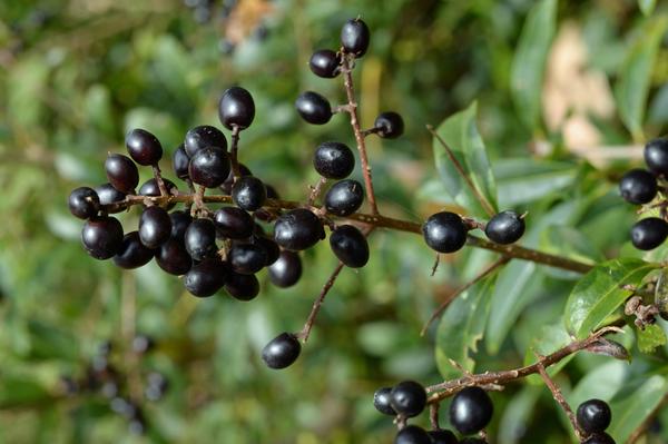 Paniculate cluster of black, olive-like fruits.
