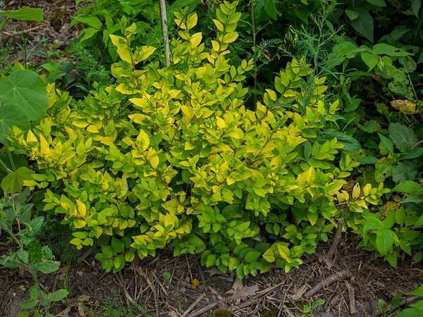 Shrub with yellow new growth and chartreuse foliage.