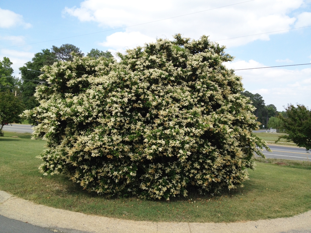 Large, rounde shrub with panicles of white flowers.