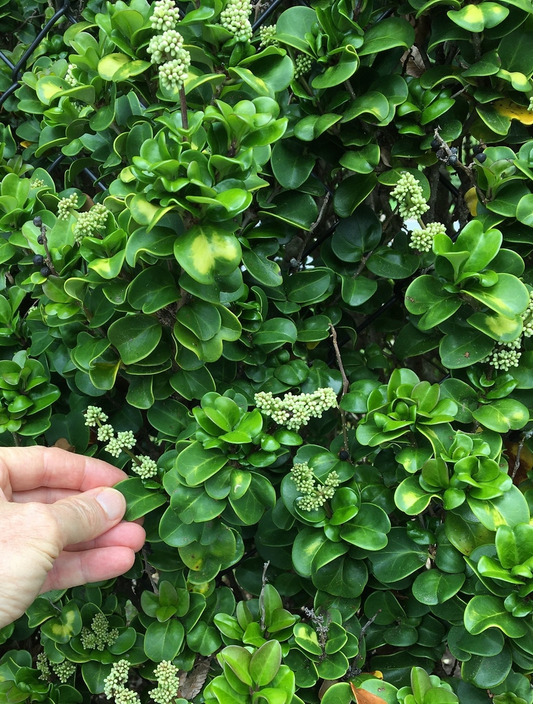 Hand grasping shiny leaves with rounded apices.