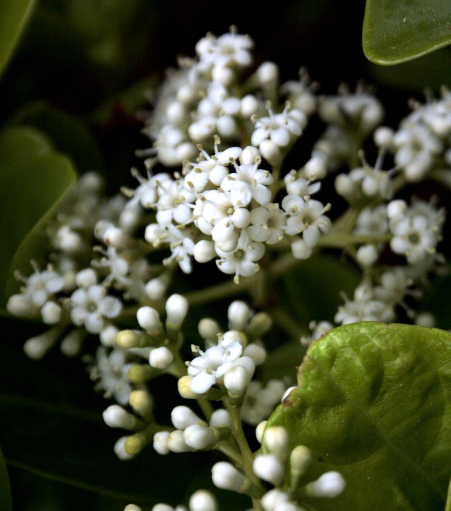 Close-up of panicle of small white flowers with exserted anthers