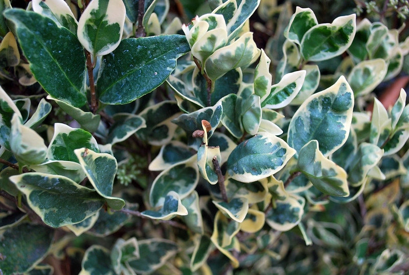 Leafy branch. Leaves have creamy margins.