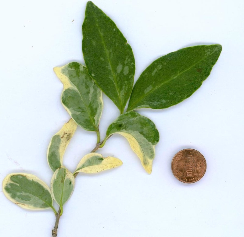 Cut leafy branch next to a penny. Leaves have creamy blotches.