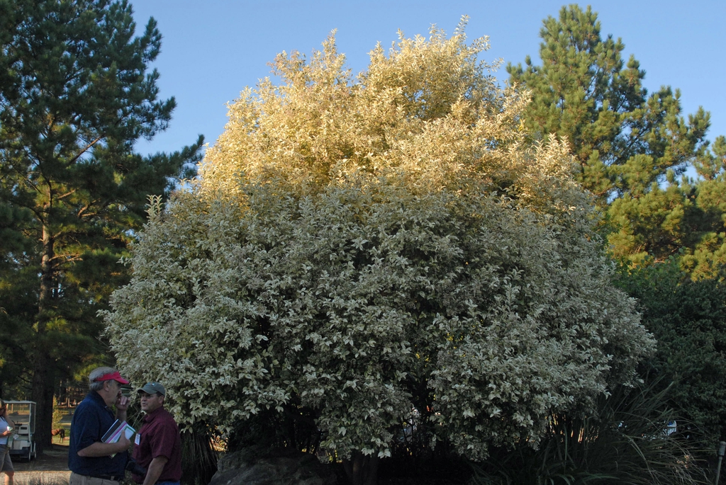 Large shrub. Leaves variegated with white.