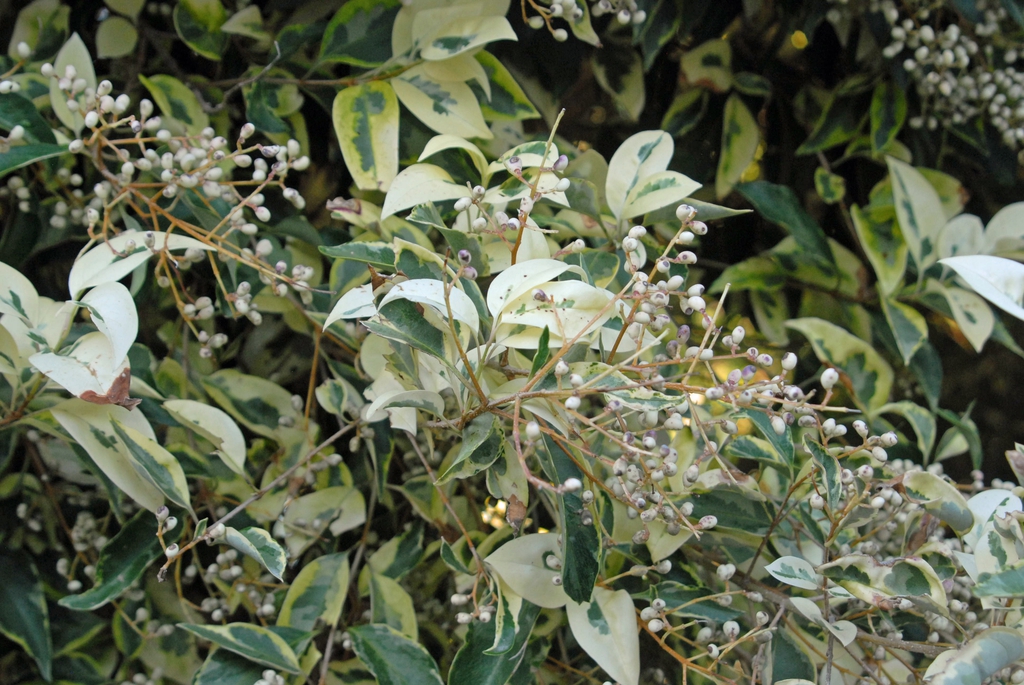 Leafy shoot with terminal panicle of fruits. Leaves variegated.