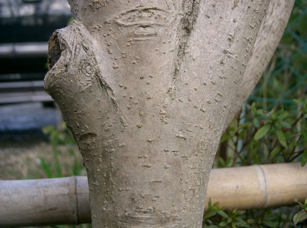 Closeup of smooth, tan bark with lenticels.