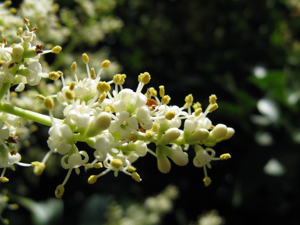 White, recurved corolla lobes. 2 exserted stamens per flower.