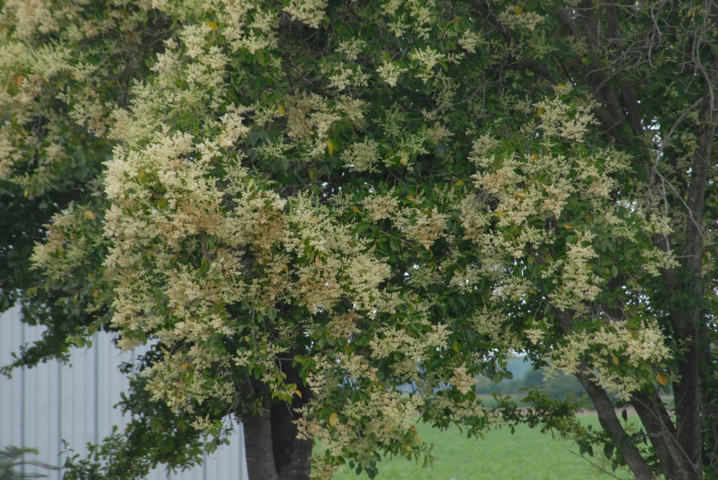 Large shrub with panicles of white flowers.
